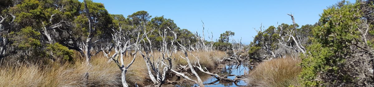 Adrian's Got The Moose