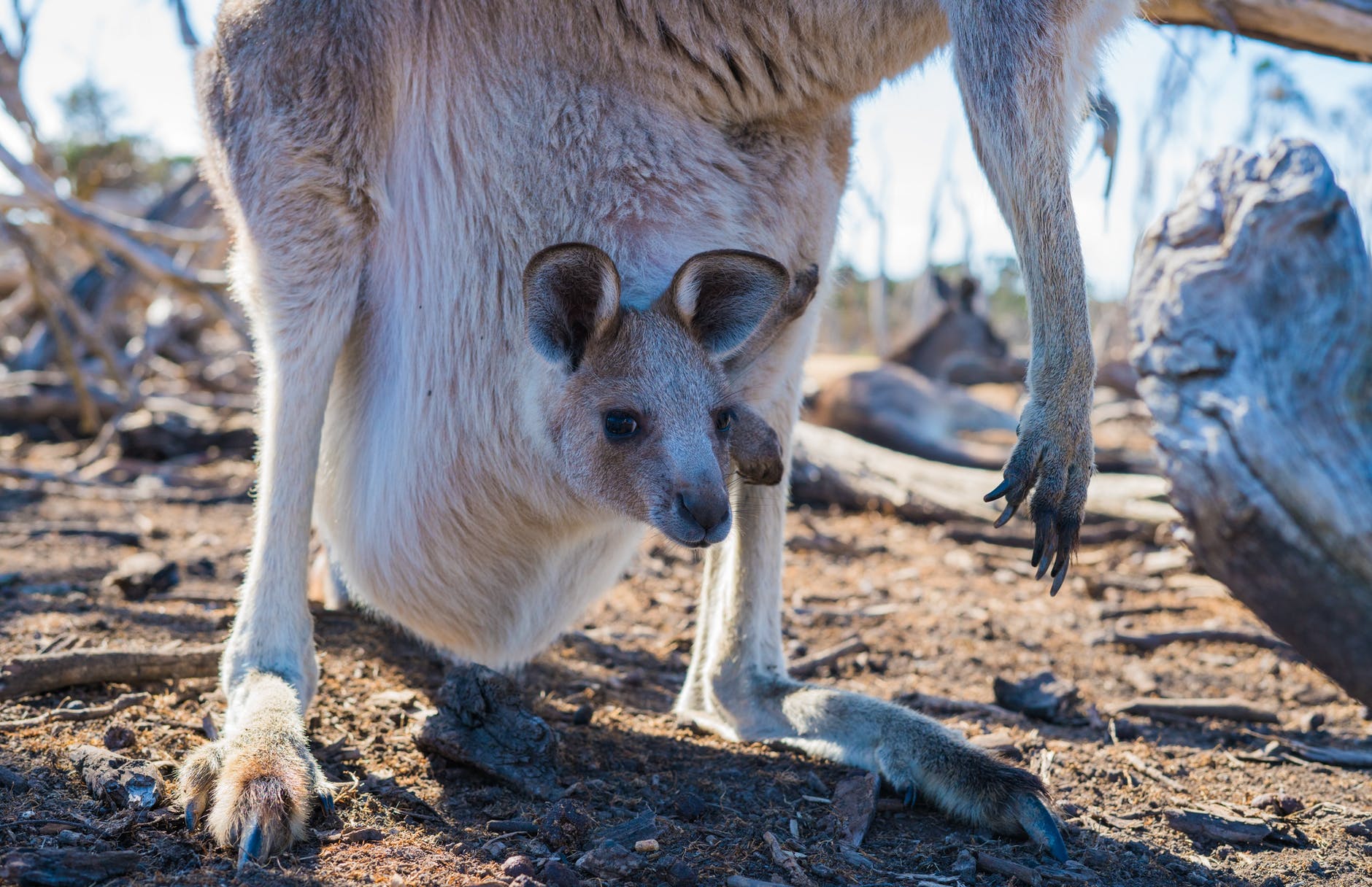 shallow focus photo of a joey