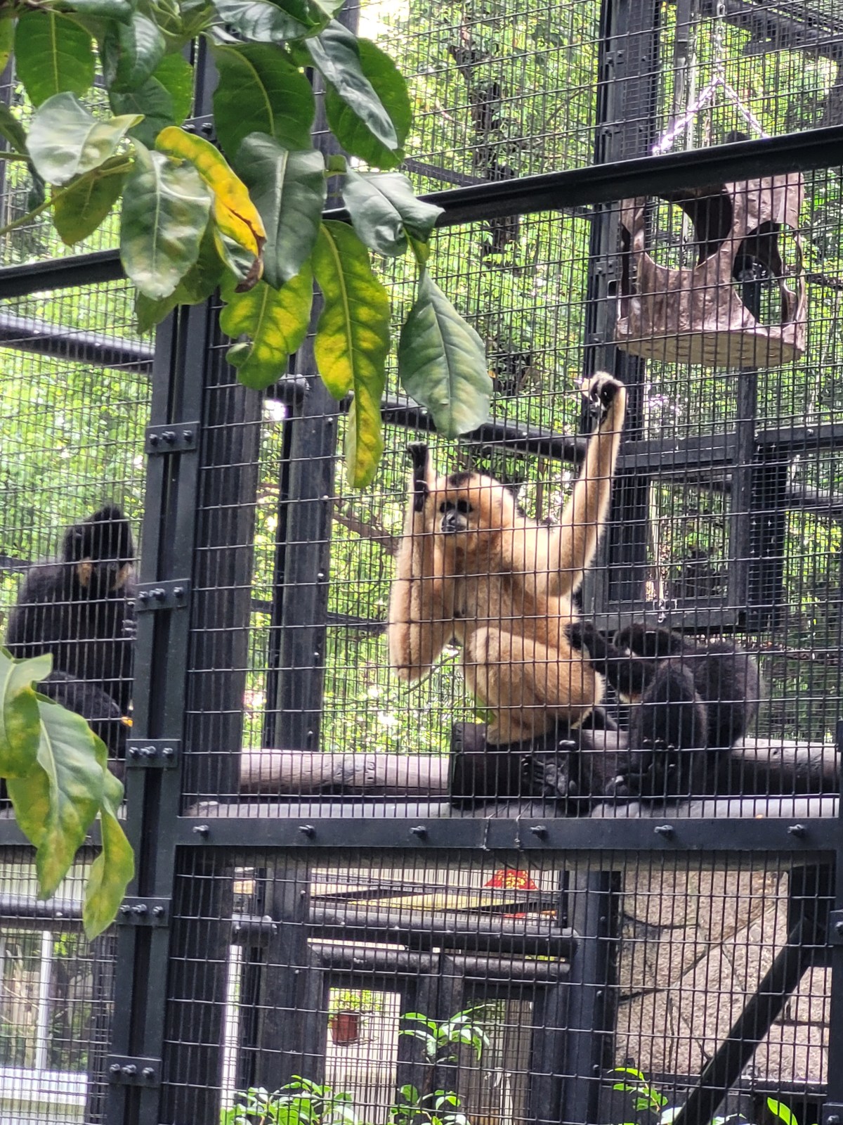 Hong Kong, Gibbons and Dim Sum Part&nbsp;2